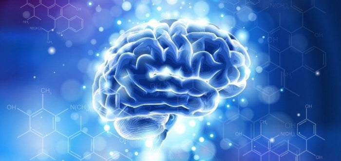 CBD & The Brain: How cannabinoids interact with the center of our nervous system