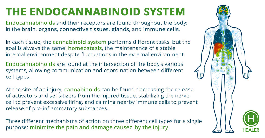 I have an Endocannabinoid System? Understanding the basics of one of the most important systems in our bodies.
