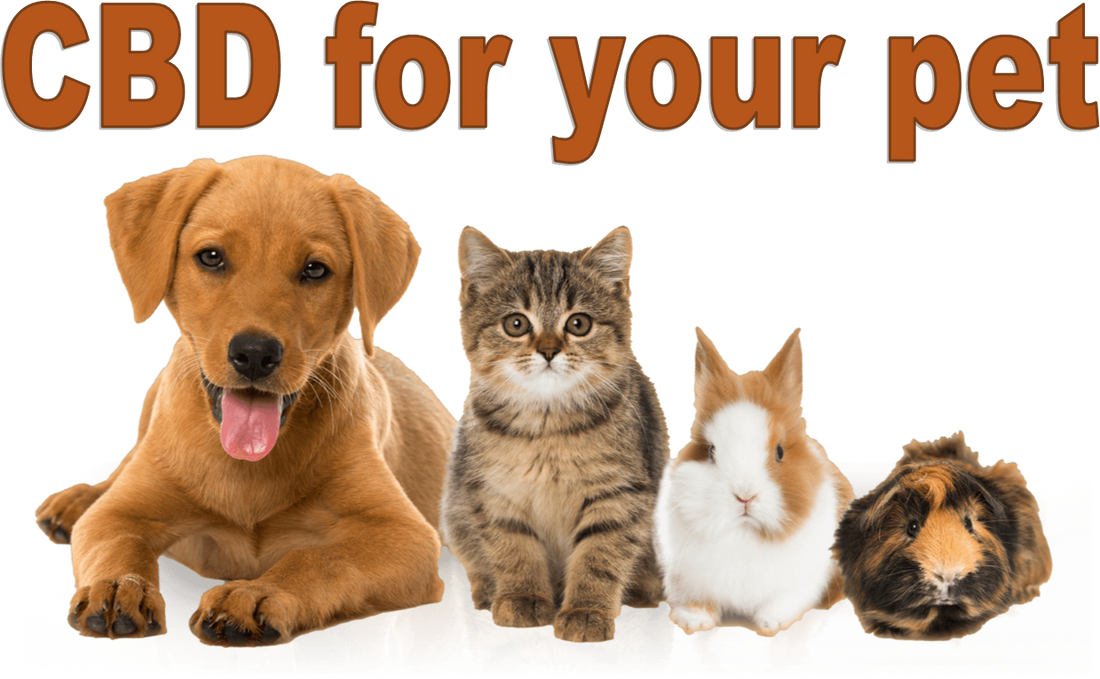CBD for your pets: Yep, they have an Endocannabinoid System too!