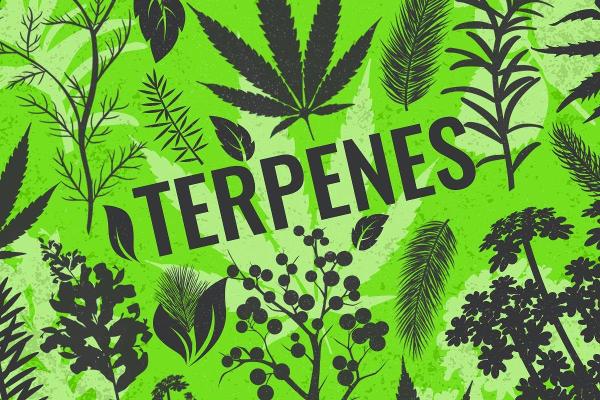 Let's Talk Terpenes