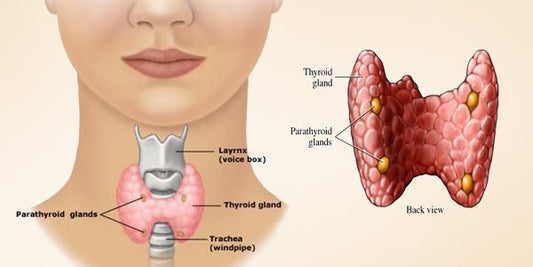 CBD & Thyroid Health