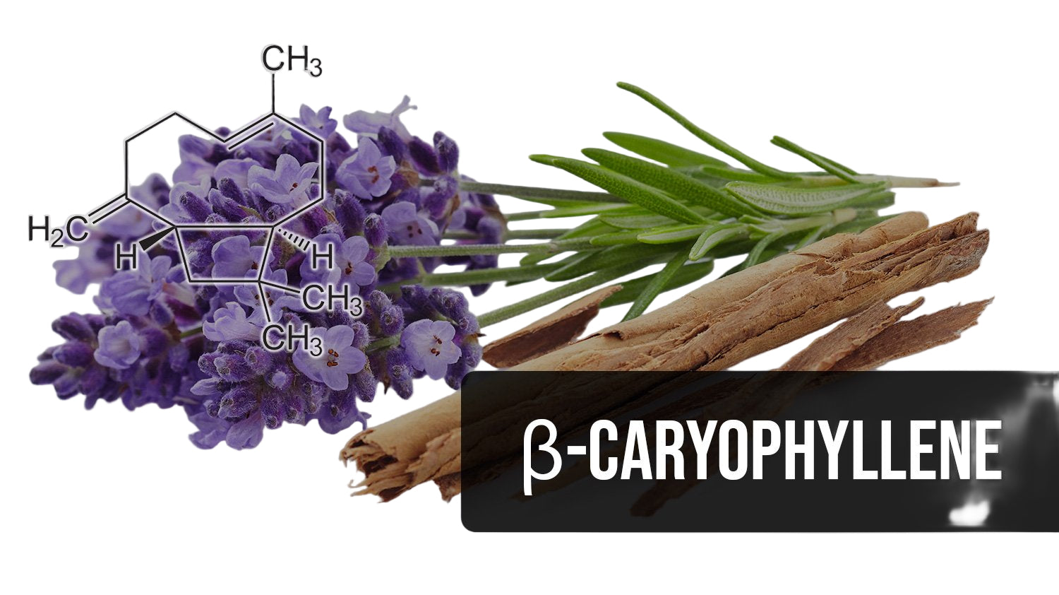BCP Add-In - Beta-Caryophyllene Tincture Booster